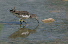 Green Sandpiper