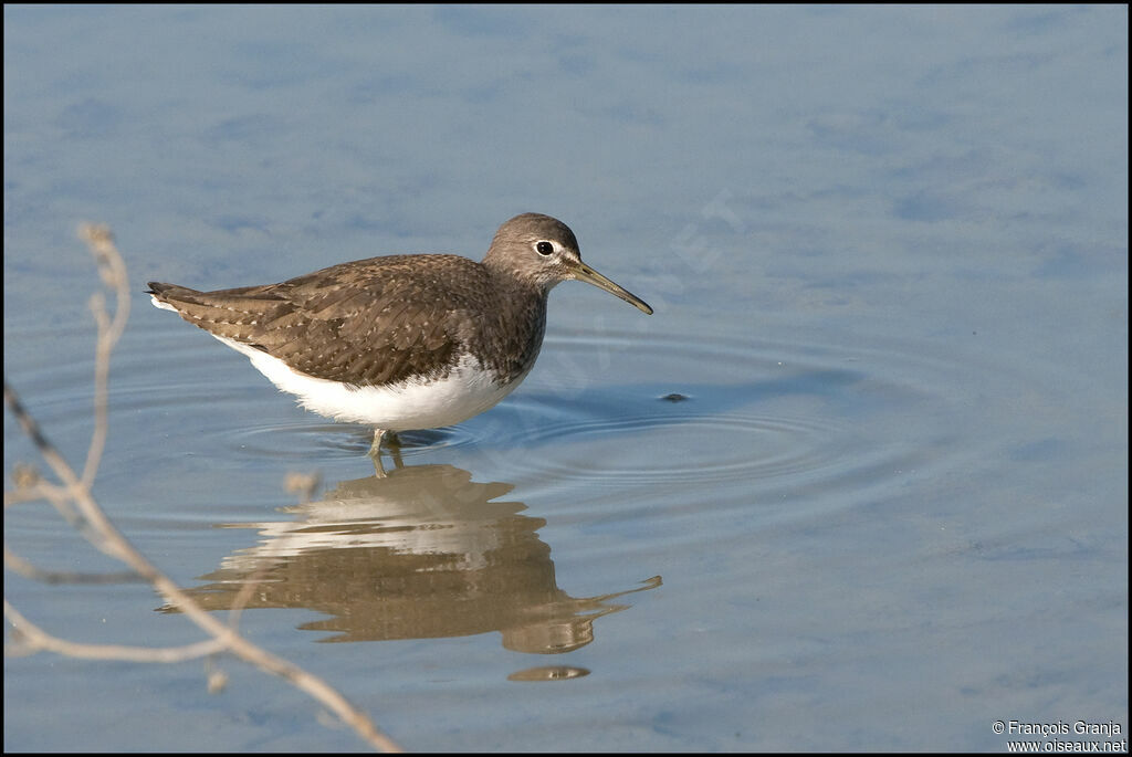 Green Sandpiperadult