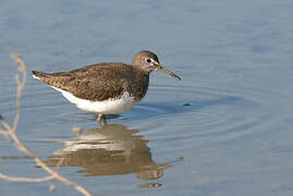 Green Sandpiper