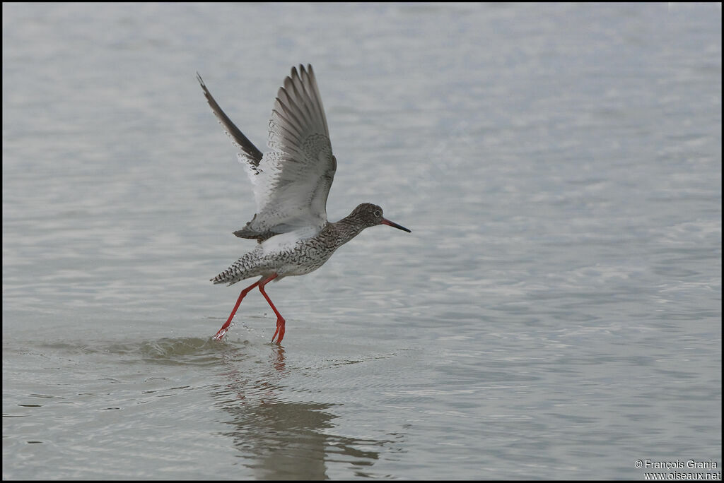 Common Redshankadult