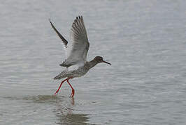 Common Redshank