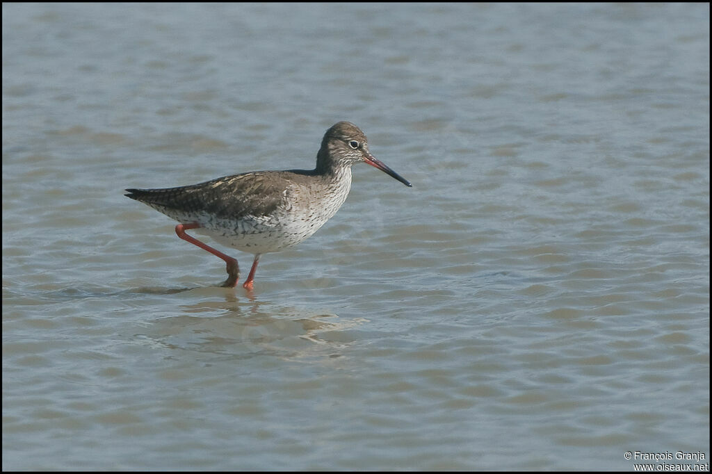 Common Redshankadult