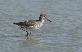 Common Redshank