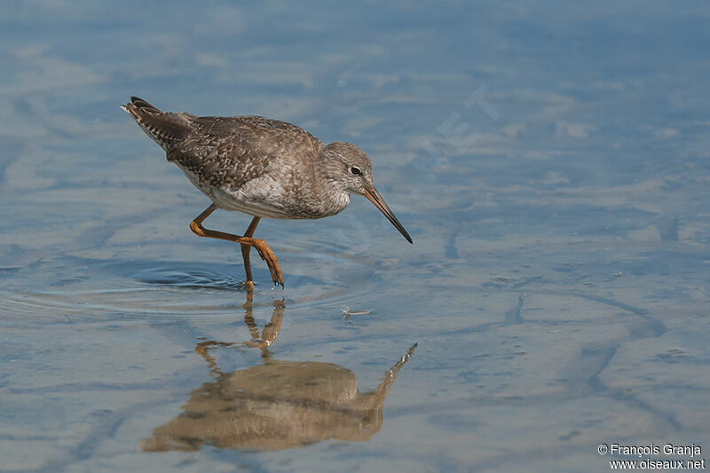 Common Redshankadult