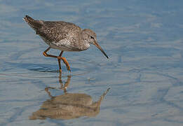 Common Redshank