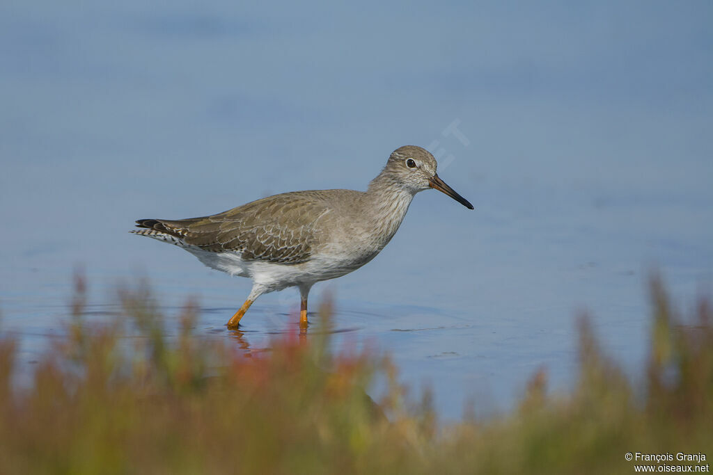 Common Redshank