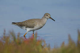 Common Redshank