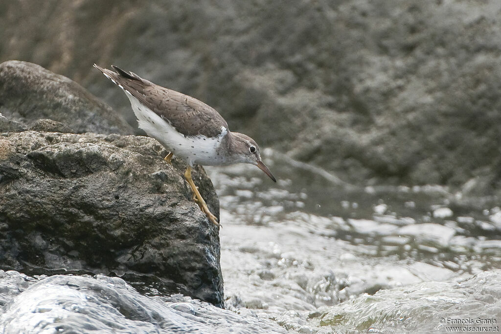 Spotted Sandpiperadult