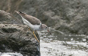 Spotted Sandpiper