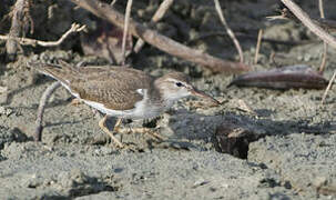 Spotted Sandpiper