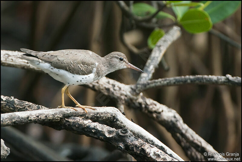 Spotted Sandpiperadult