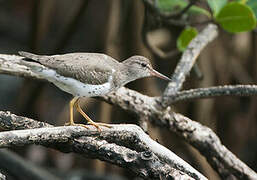 Spotted Sandpiper