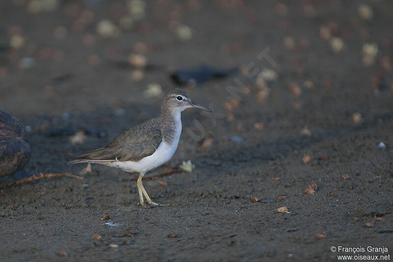 Spotted Sandpiperadult