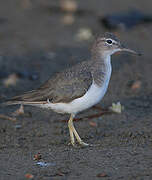 Spotted Sandpiper