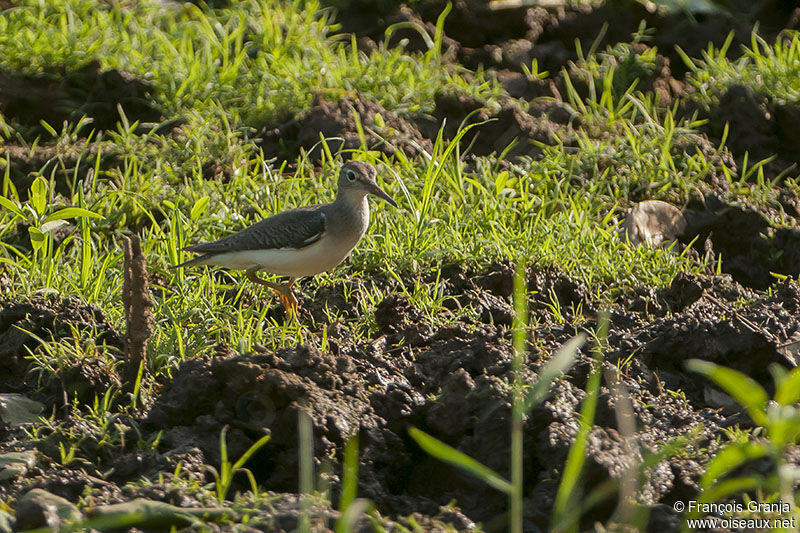 Spotted Sandpiperadult