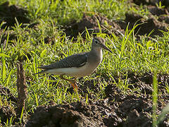 Spotted Sandpiper