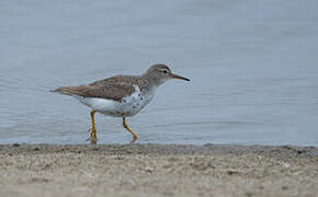 Spotted Sandpiper