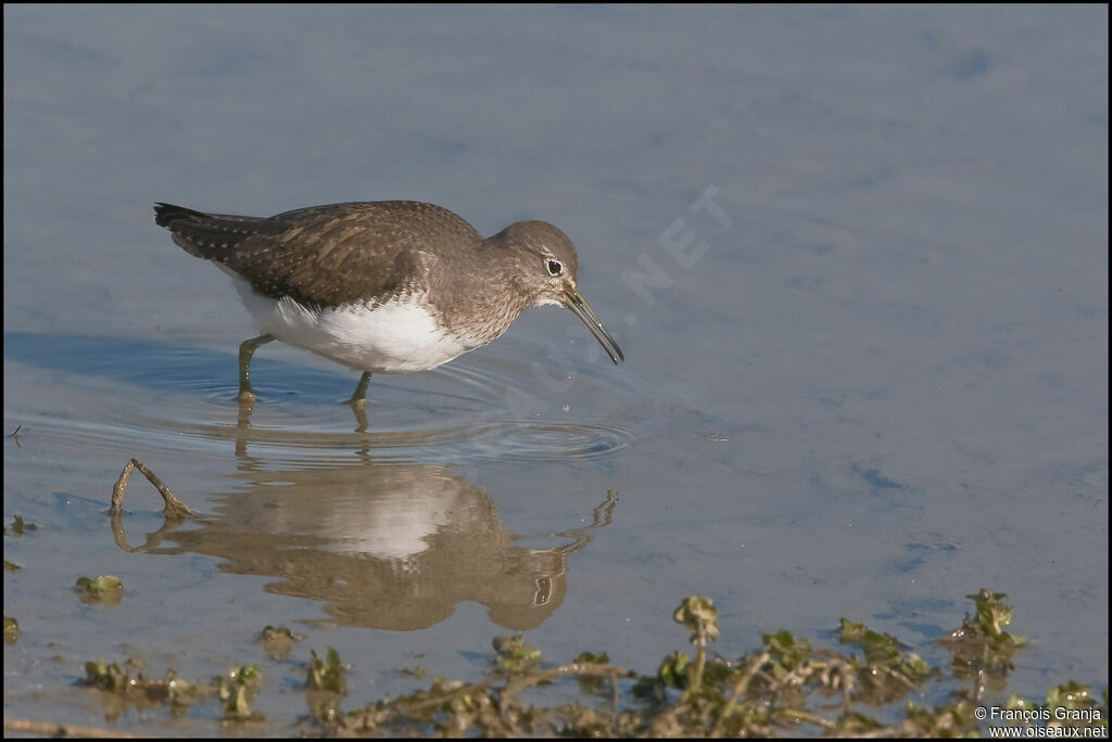 Common Sandpiperadult