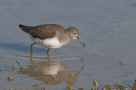 Common Sandpiper