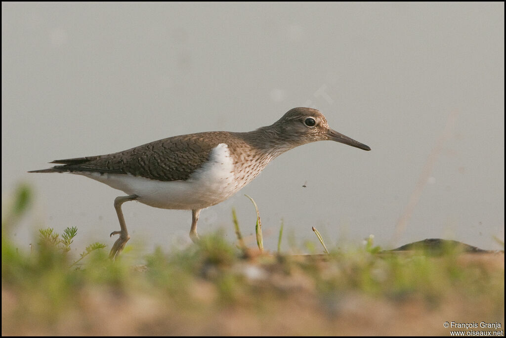 Common Sandpiper