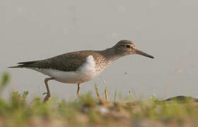 Common Sandpiper