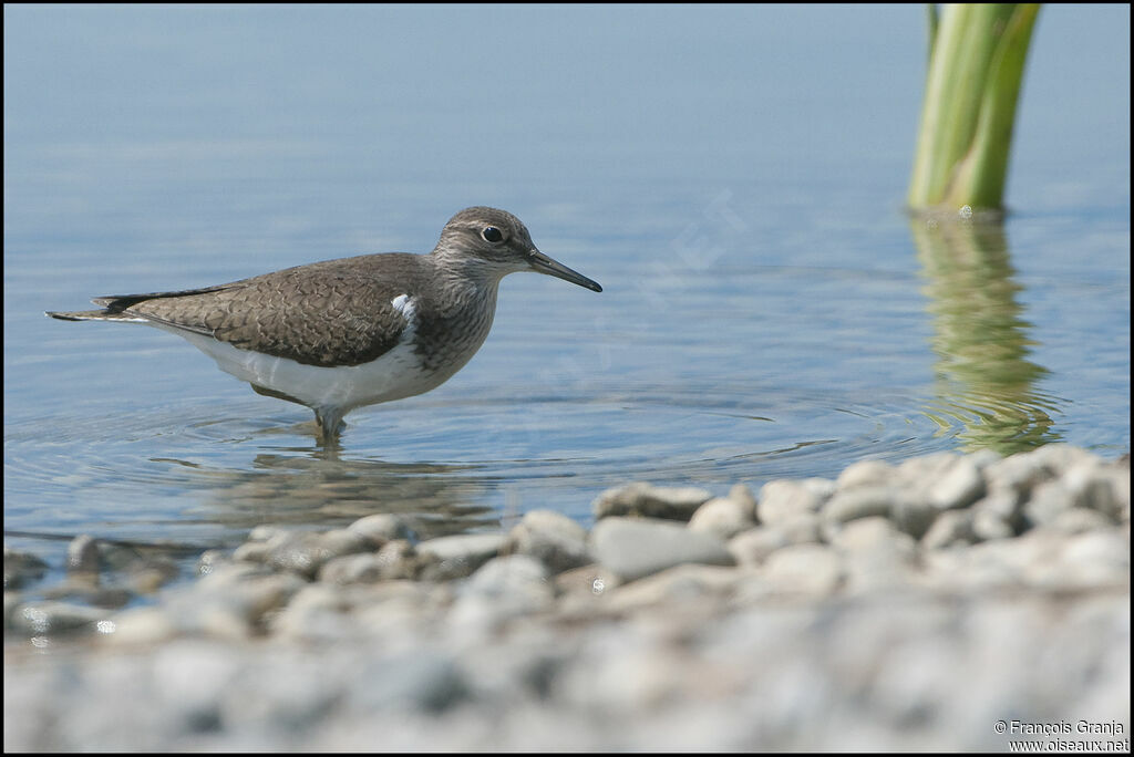 Common Sandpiperadult