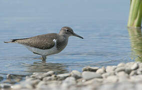 Common Sandpiper