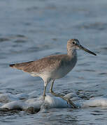 Willet