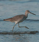 Willet