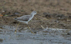 Marsh Sandpiper