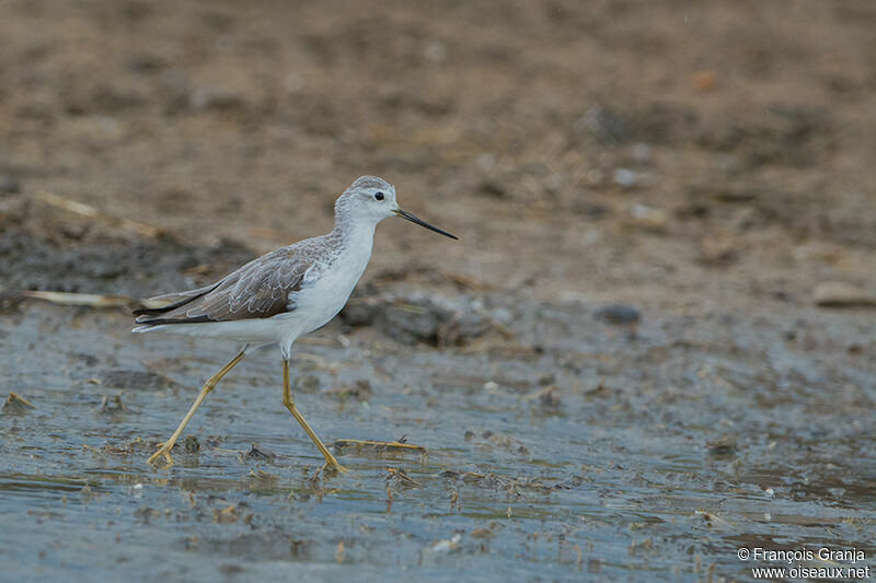 Marsh Sandpiperadult