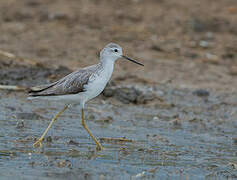 Marsh Sandpiper