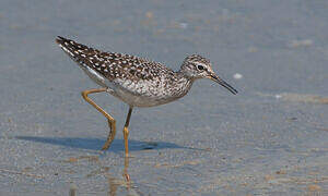 Wood Sandpiper