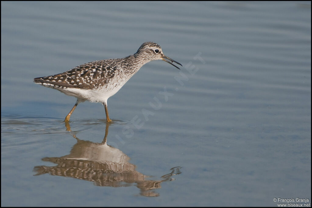 Wood Sandpiperadult