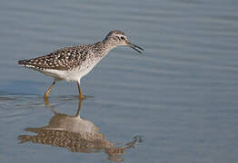 Wood Sandpiper