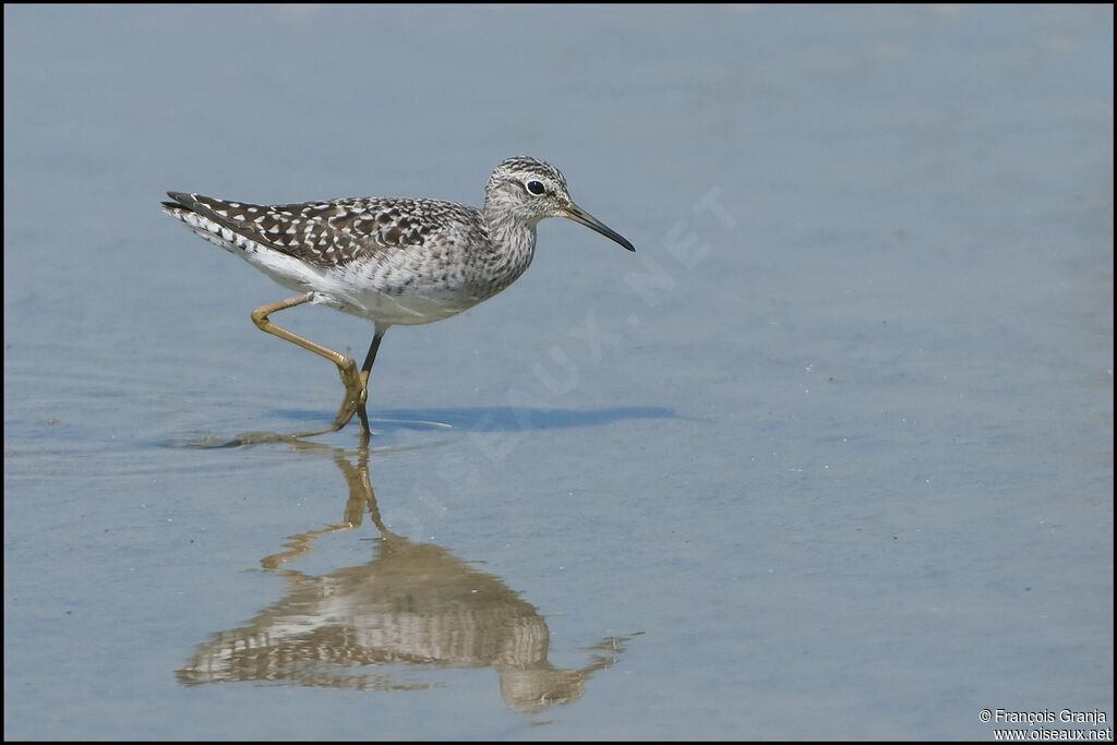 Wood Sandpiperadult