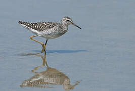 Wood Sandpiper