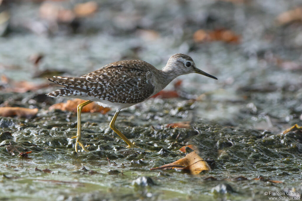 Wood Sandpiper