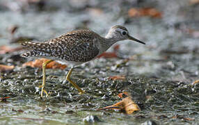 Wood Sandpiper