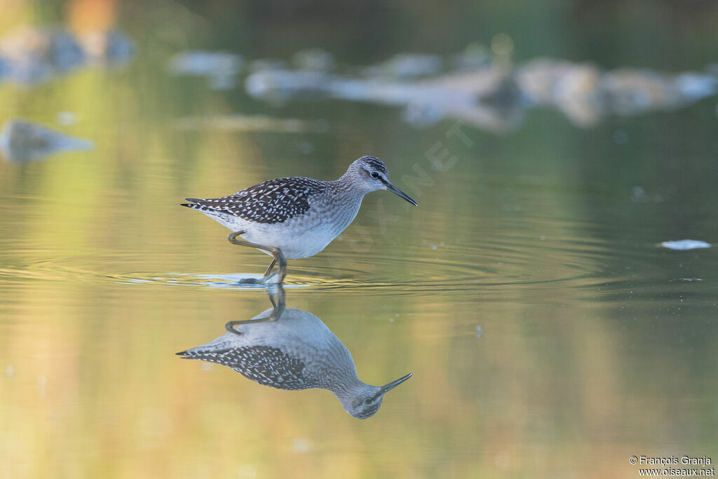 Wood Sandpiper