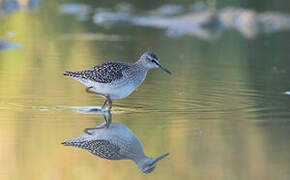 Wood Sandpiper