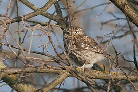 Little Owl