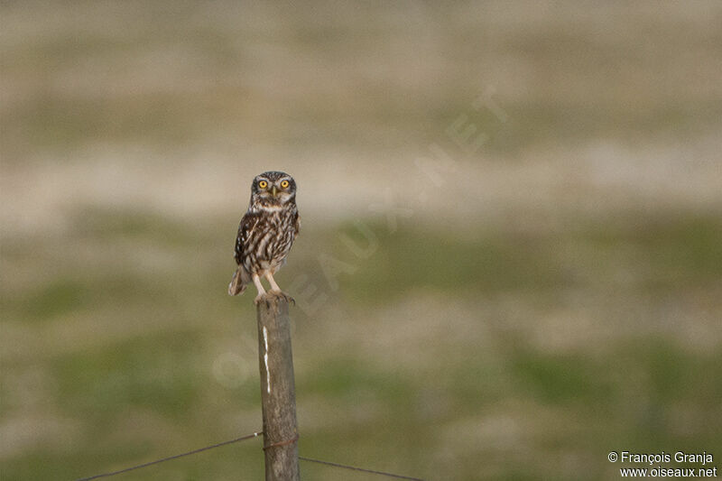 Little Owl