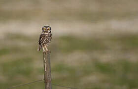 Little Owl