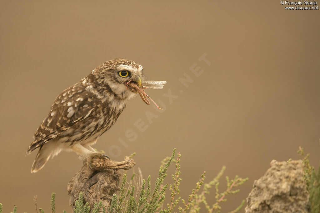 Little Owl