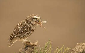 Little Owl