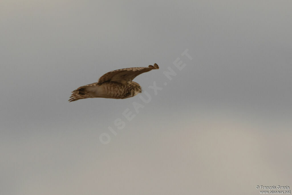 Burrowing Owl