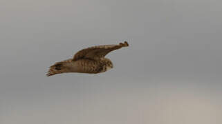 Burrowing Owl