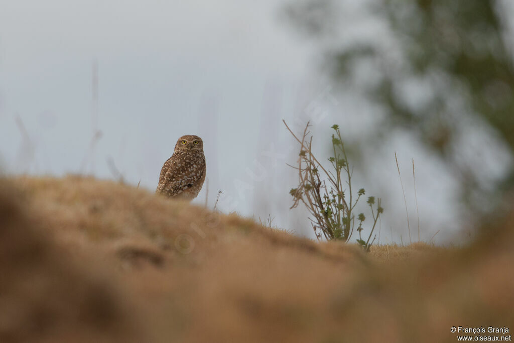 Burrowing Owl