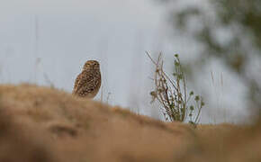 Burrowing Owl